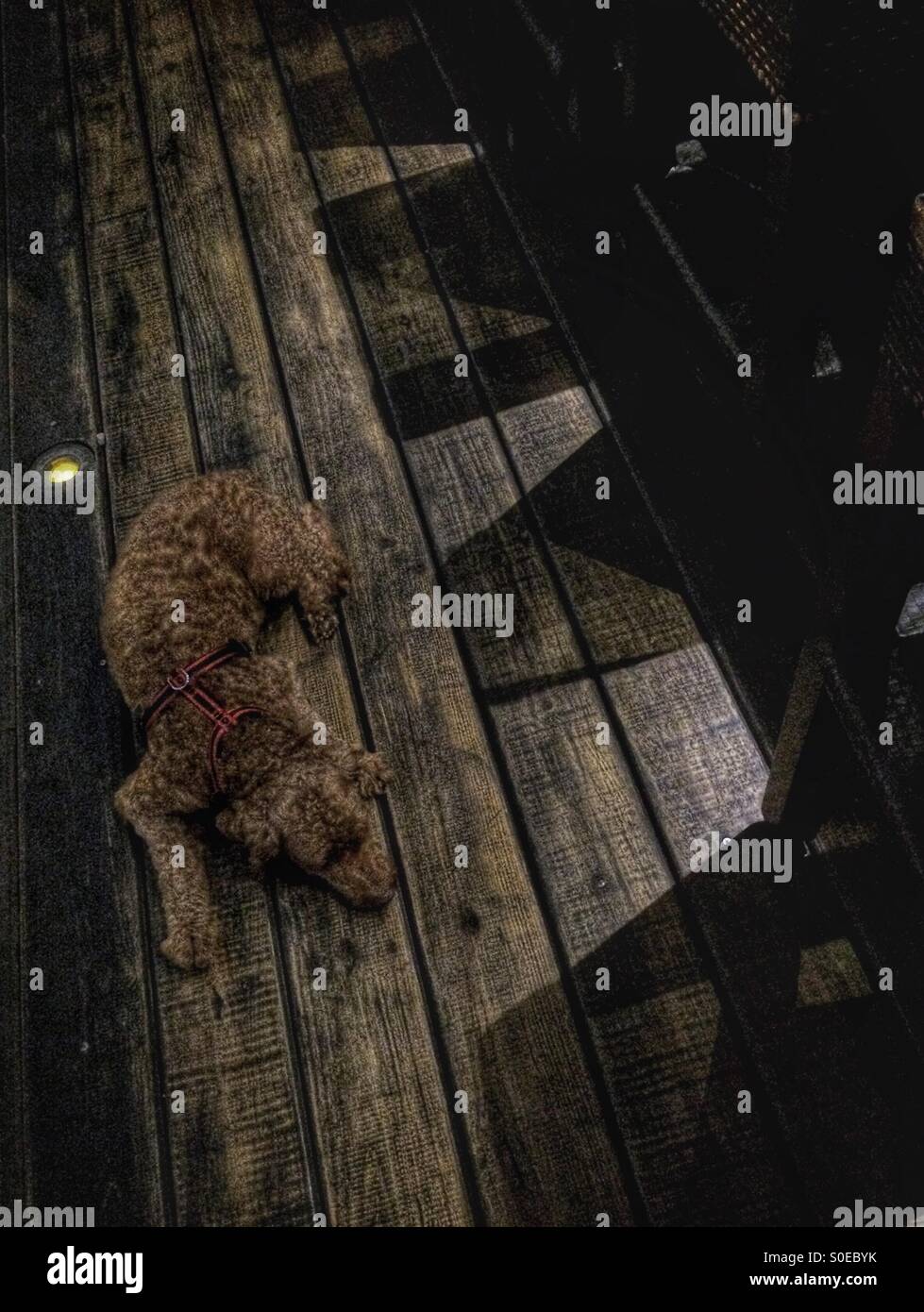Ein rötlich-braune gelangweilter Hund liegt auf einem braunen Holzdeck unter hohen Stühlen Schatten werfen. Stockfoto