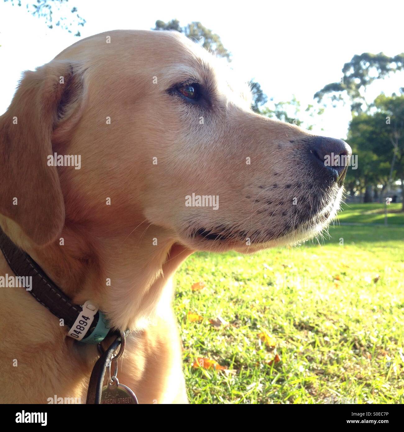 Labrador Retriever Hund im Park an einem sonnigen Tag Stockfoto