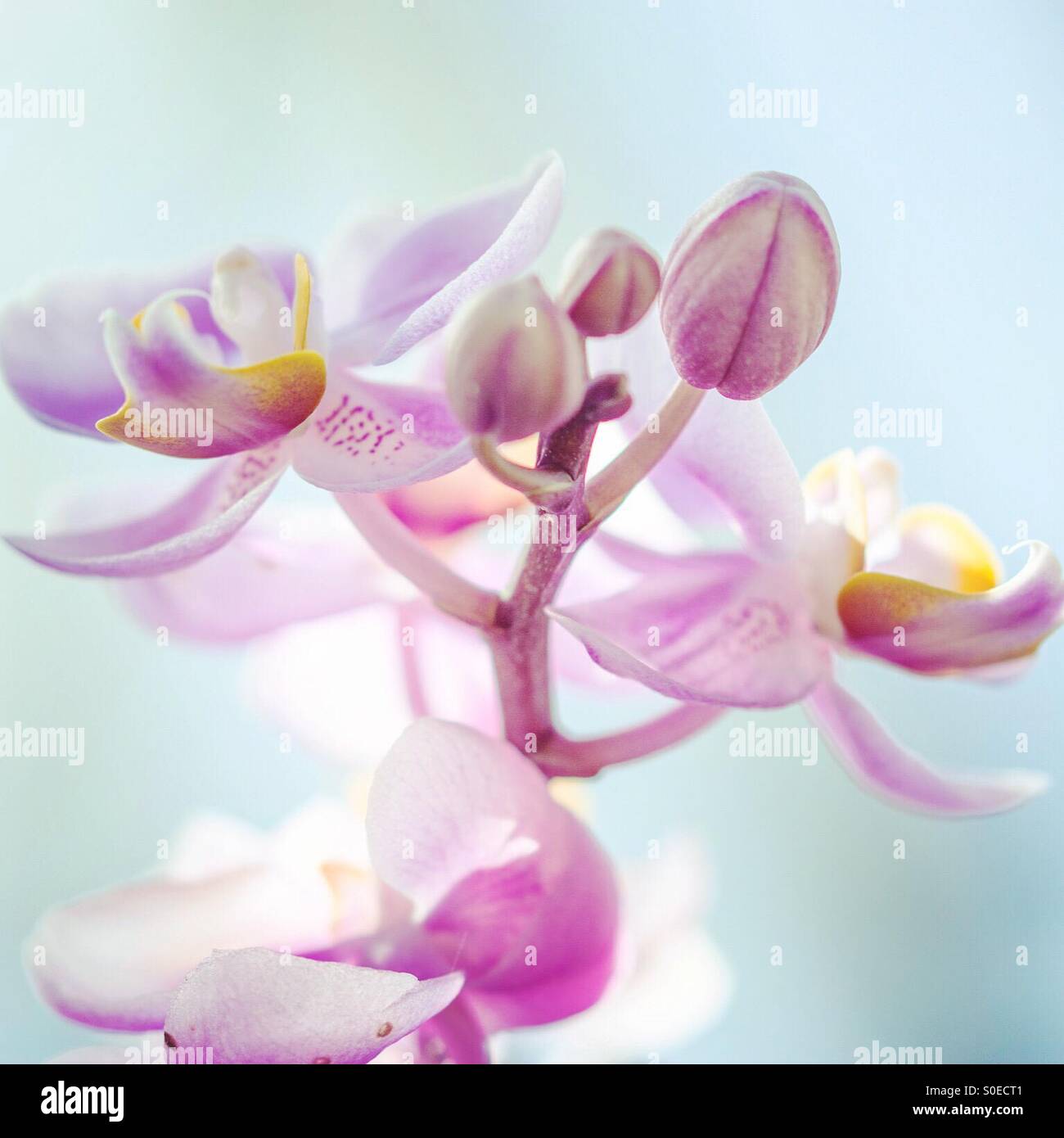 Orchidee Blume vor weichen hellen Hintergrund - Smartphone-aufgenommenes Stockfoto