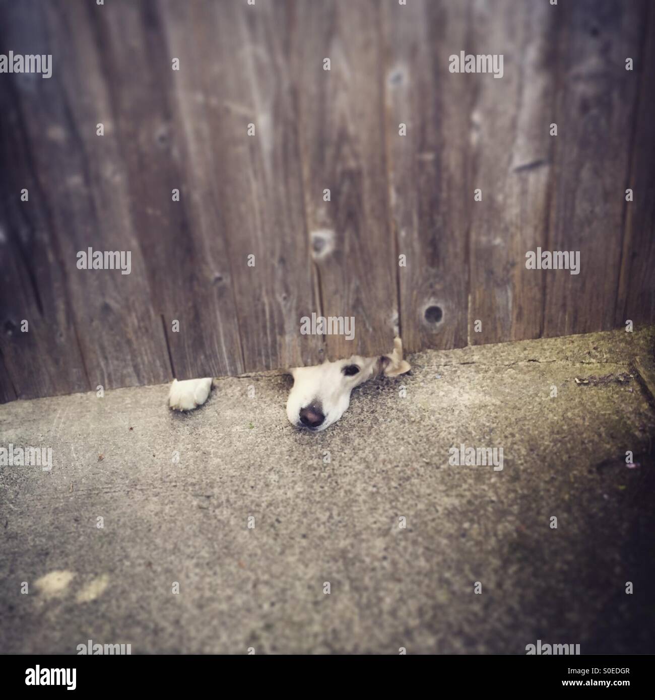 Hund traurig guckend unter Zaun mit Nase und Pfoten. Stockfoto