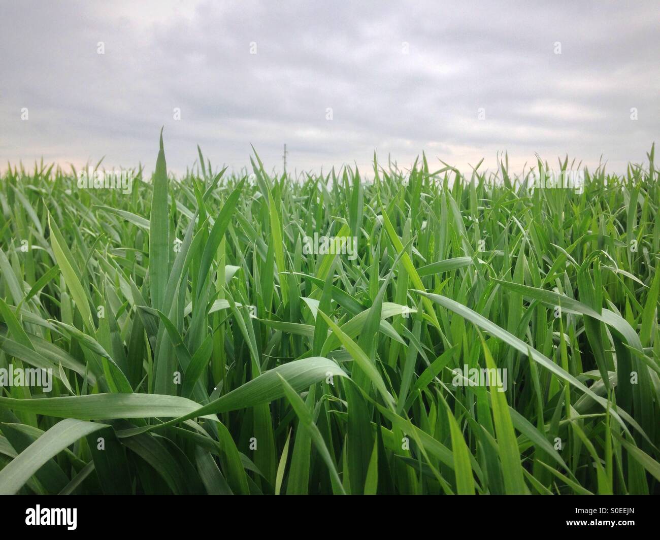 Grünes Weizenfeld bei bewölktem Wetter Stockfoto