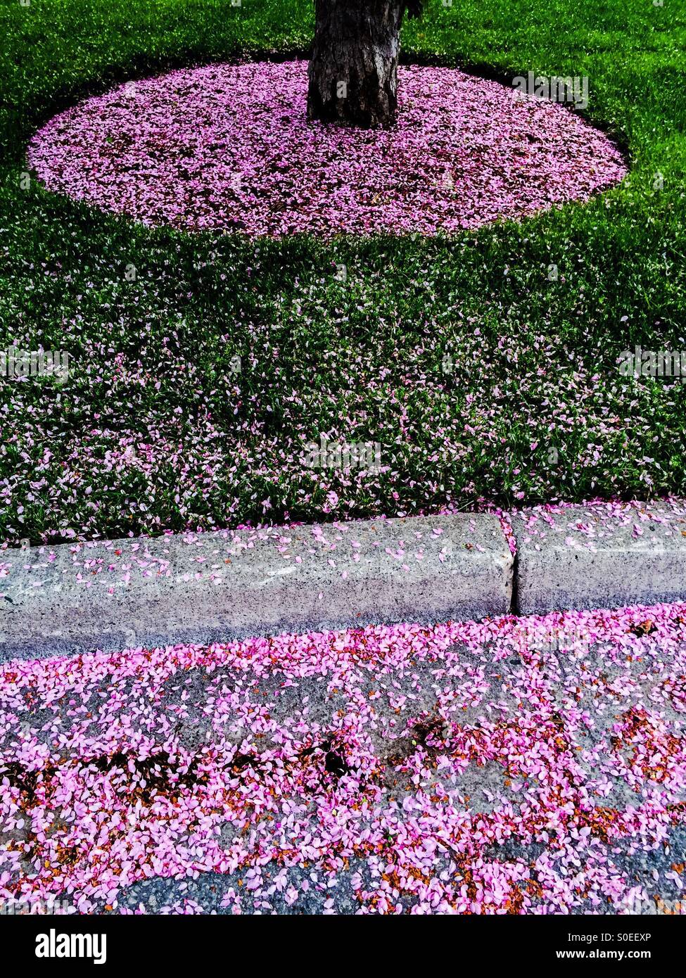 Frühlingsblüten - Smartphone-aufgenommenes Stockfoto