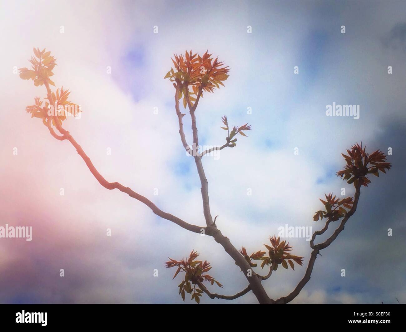 Frühling lässt auf Ästen Stockfoto