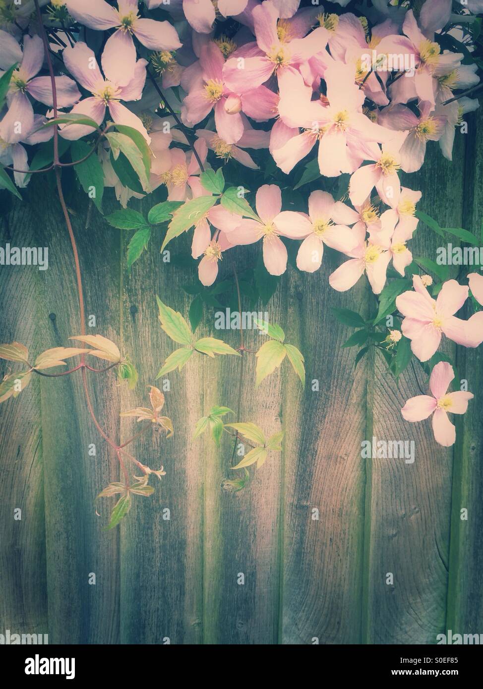 Rosa Clematis Blumen im Frühling Stockfoto