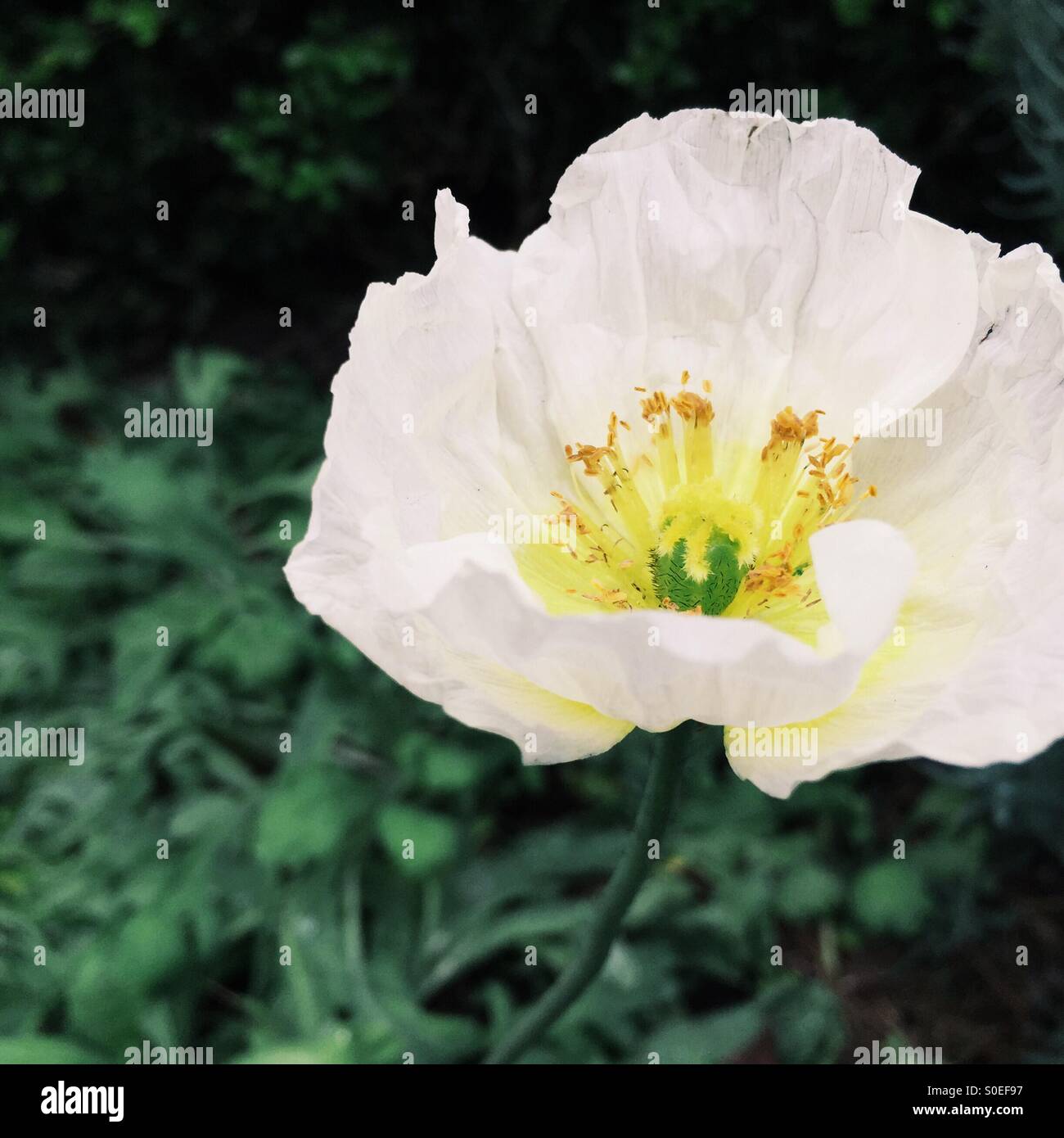 Weißen Mohn Stockfoto