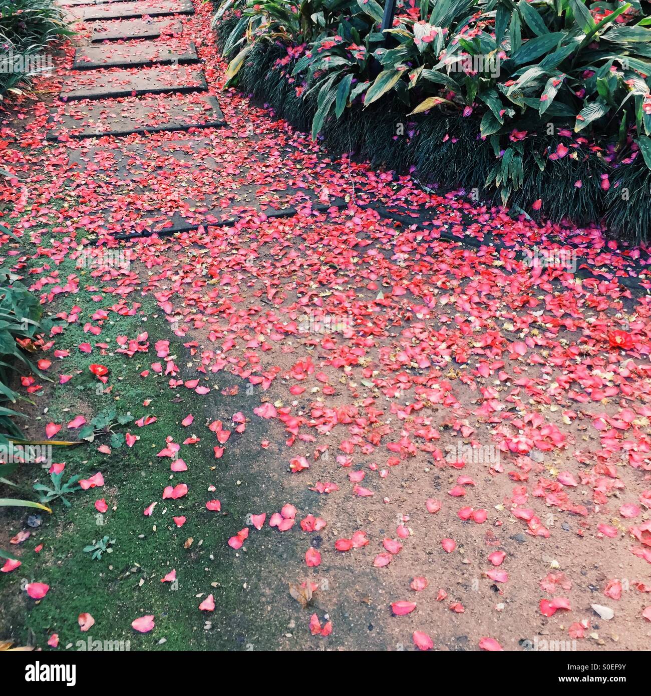 Weg mit Blüten bedeckt Stockfoto