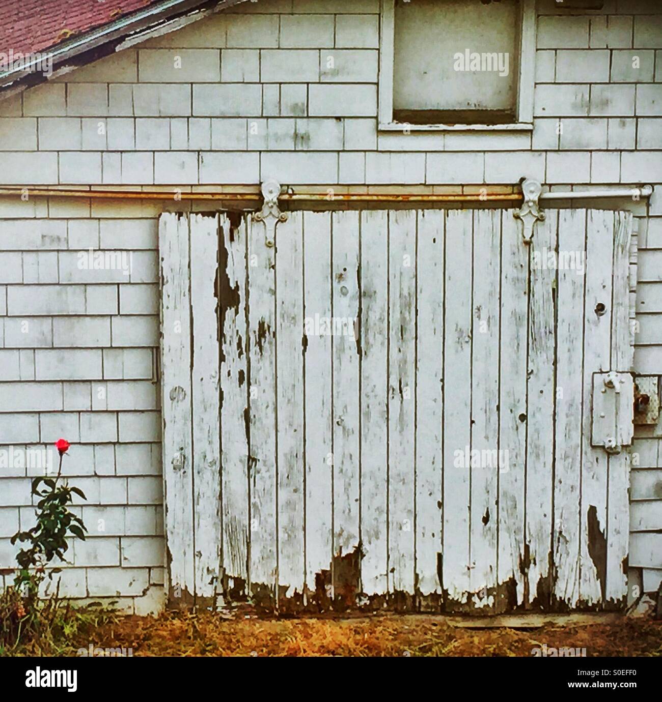 Eine lebendige Rosenknospe beginnt zu blühen in der Nähe eine verwitterte äußere Tür und Wand. Stockfoto