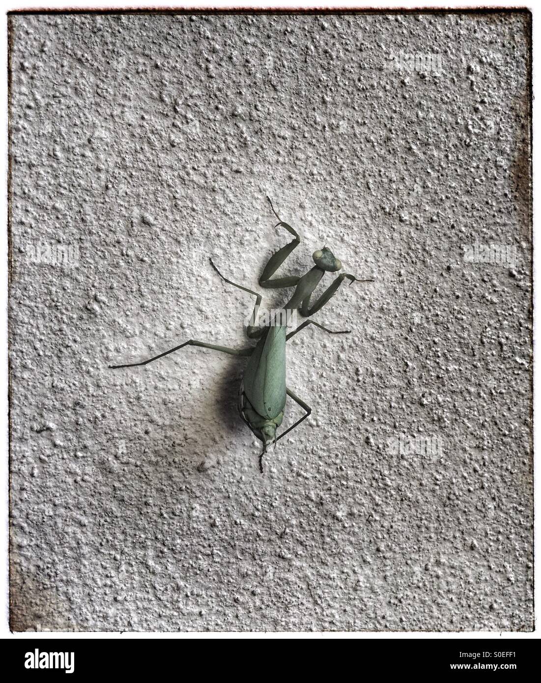 Gottesanbeterin auf strukturierte Wand. Stockfoto