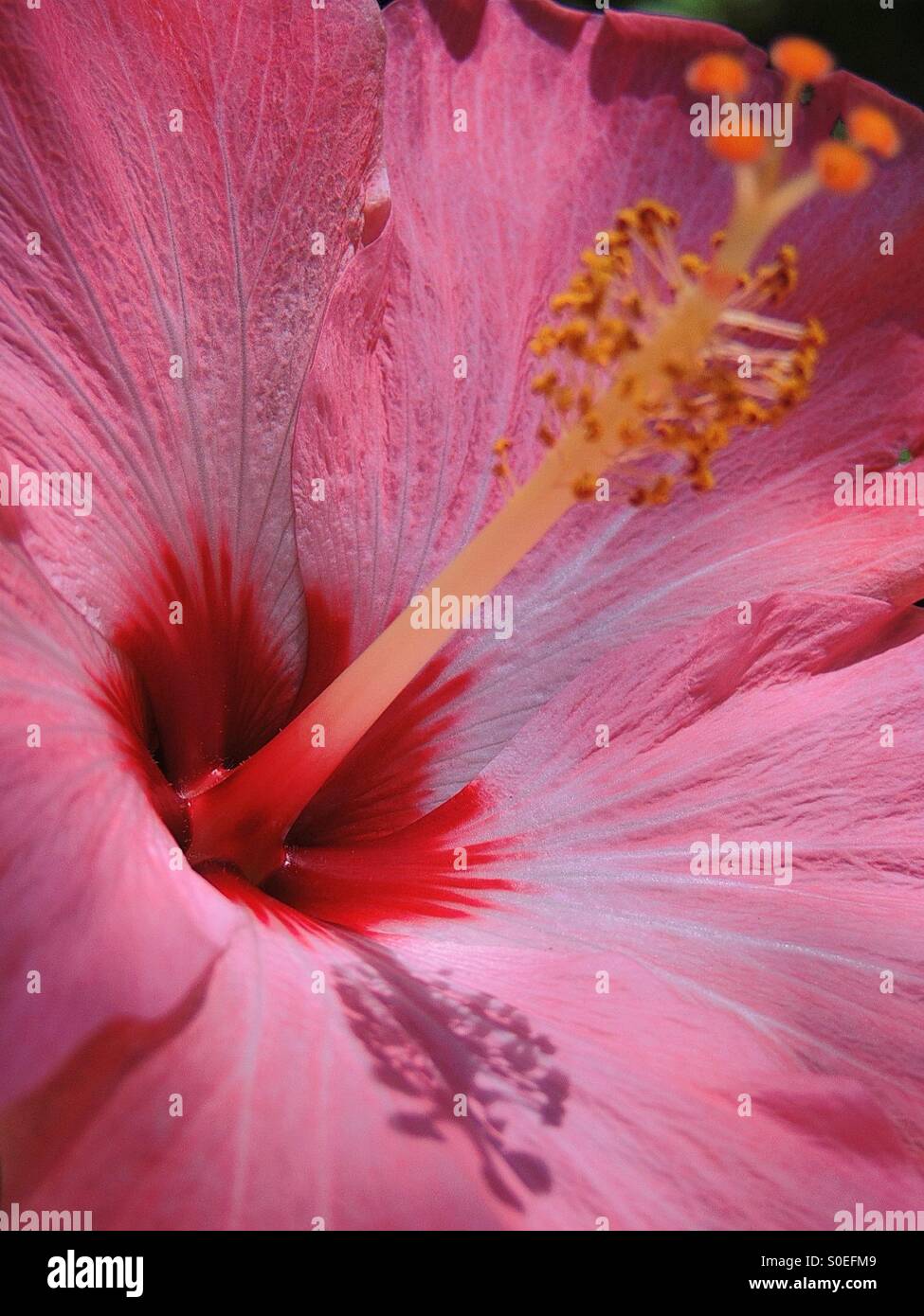 Eine rosa Blume. Stockfoto