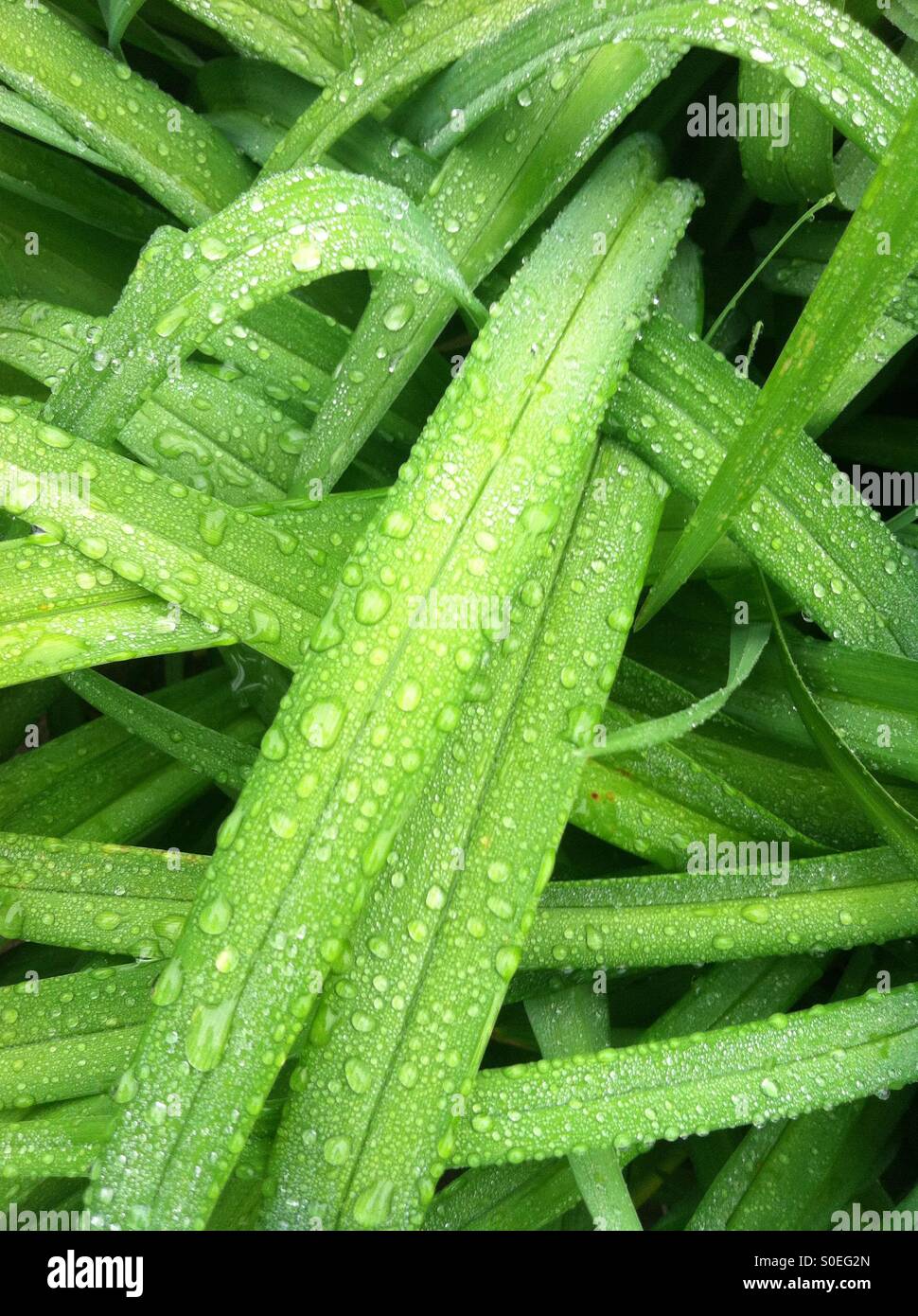 Regentropfen auf einer Pflanze Stockfoto