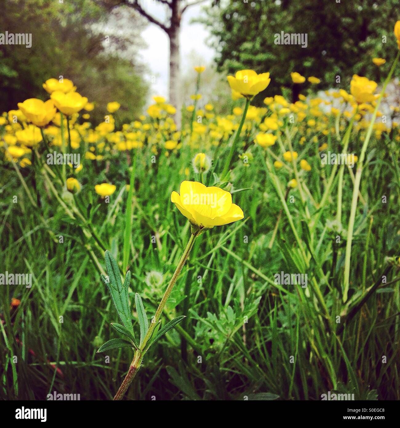 Bereich der Butterblumen - Smartphone-aufgenommenes Stockfoto