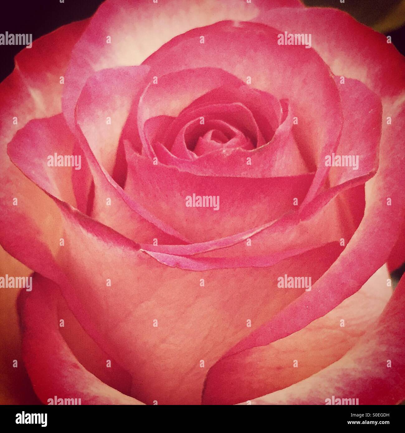 Nahaufnahme von einem rosa und Creme rose in voller Blüte - Liebe und Schönheit. - Smartphone-aufgenommenes Stockfoto