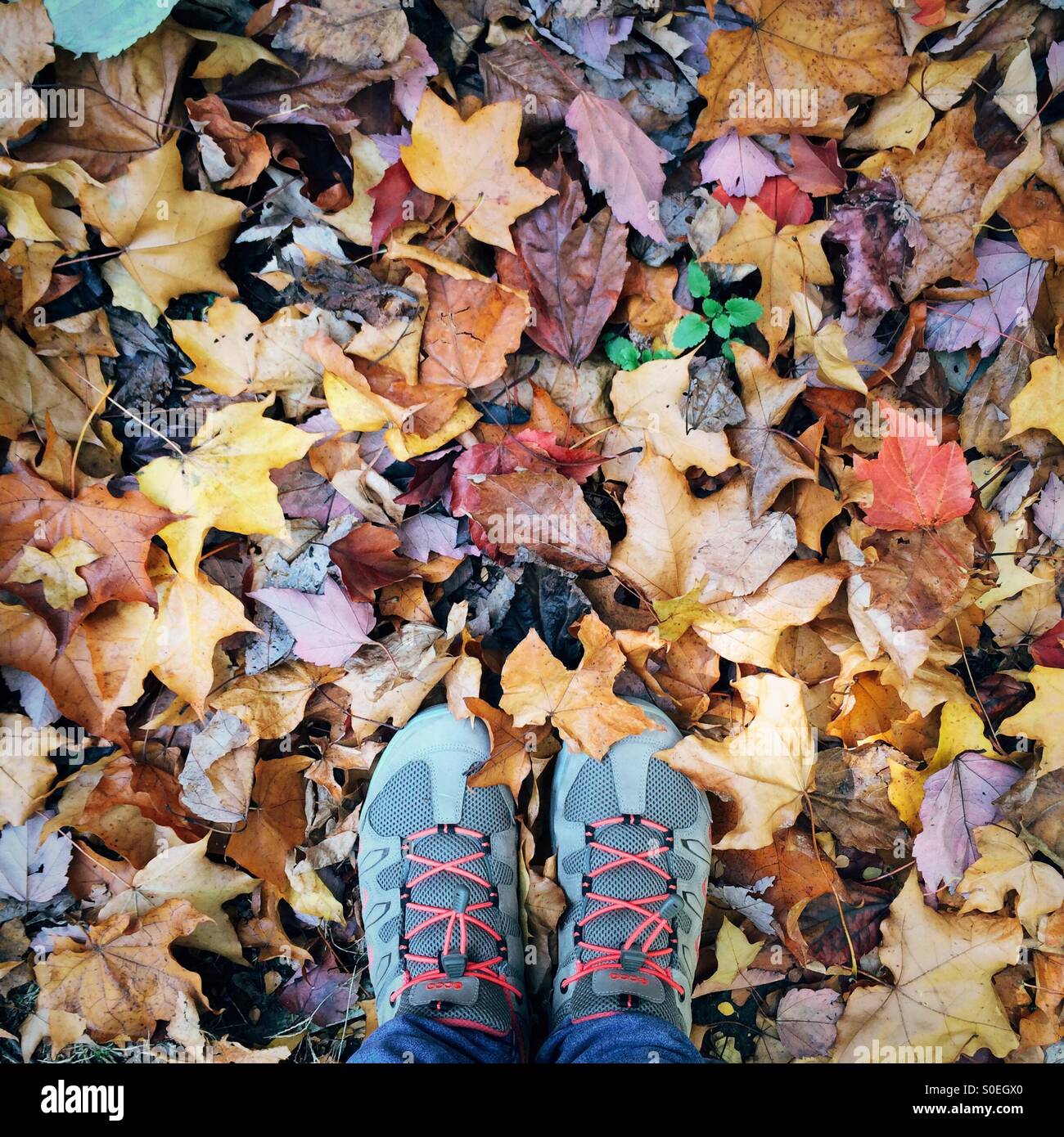 Füße mit Wanderschuhe auf Anhöhe mit Herbstlaub Stockfoto