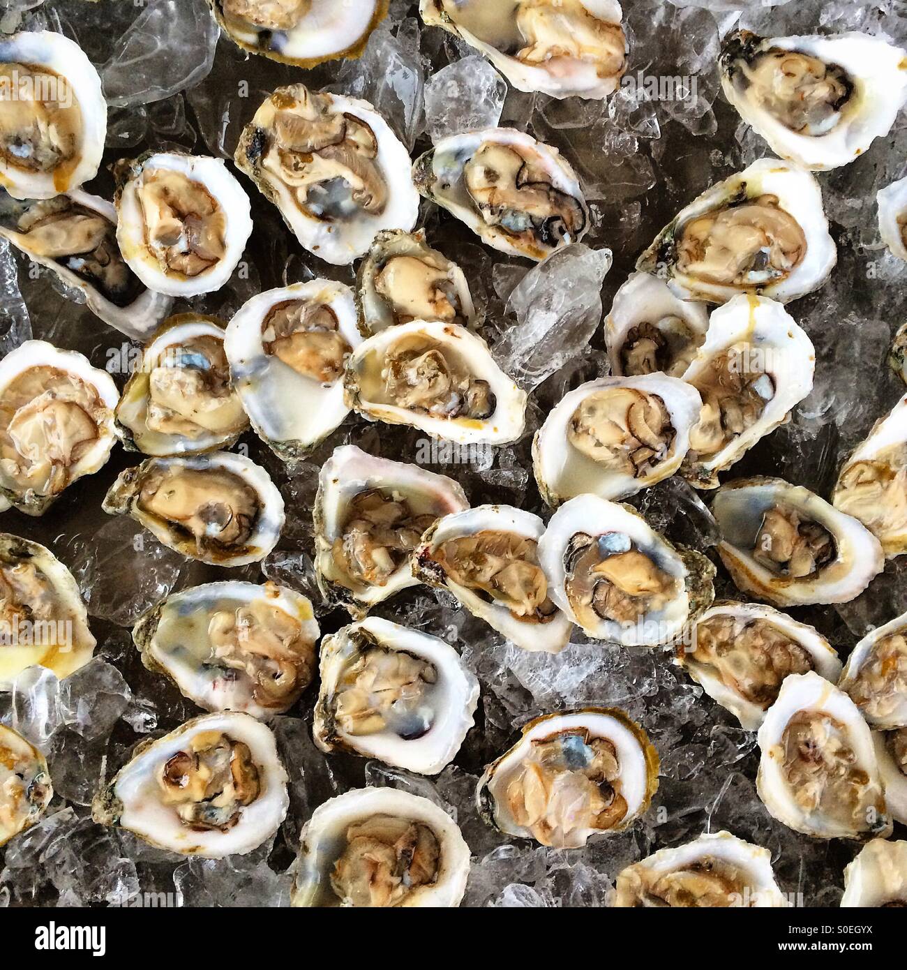 Geschälte rohe Austern auf Eis Stockfoto