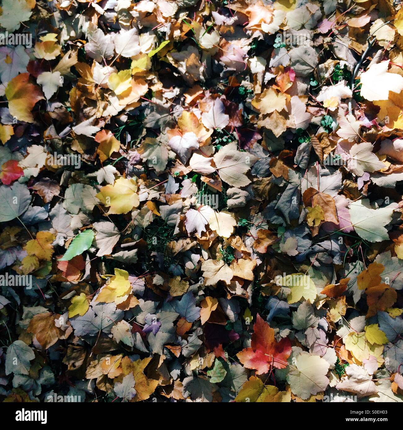Verfallenden Herbst Blätter, Dandenong Ranges, Victoria, Australien Stockfoto