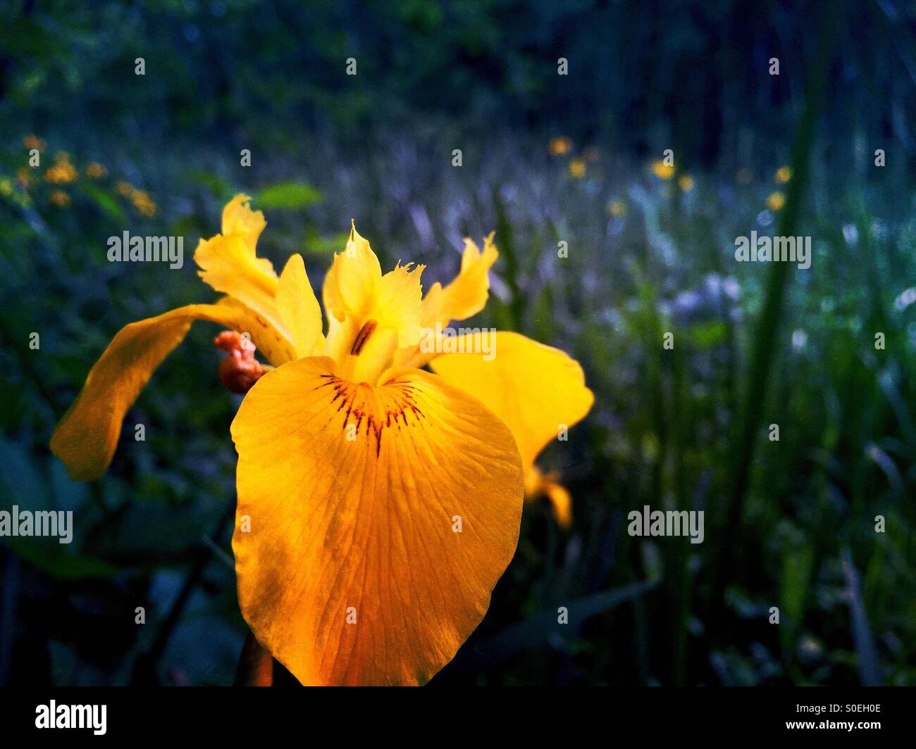 Blasse gelbe iris Stockfoto