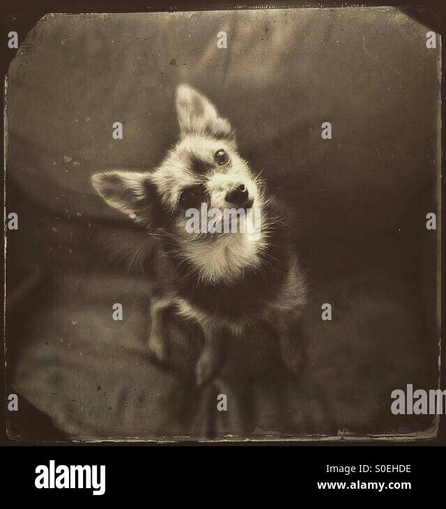 Kleiner Hund mit neugierigen Ausdruck. - Smartphone-aufgenommenes Stockfoto