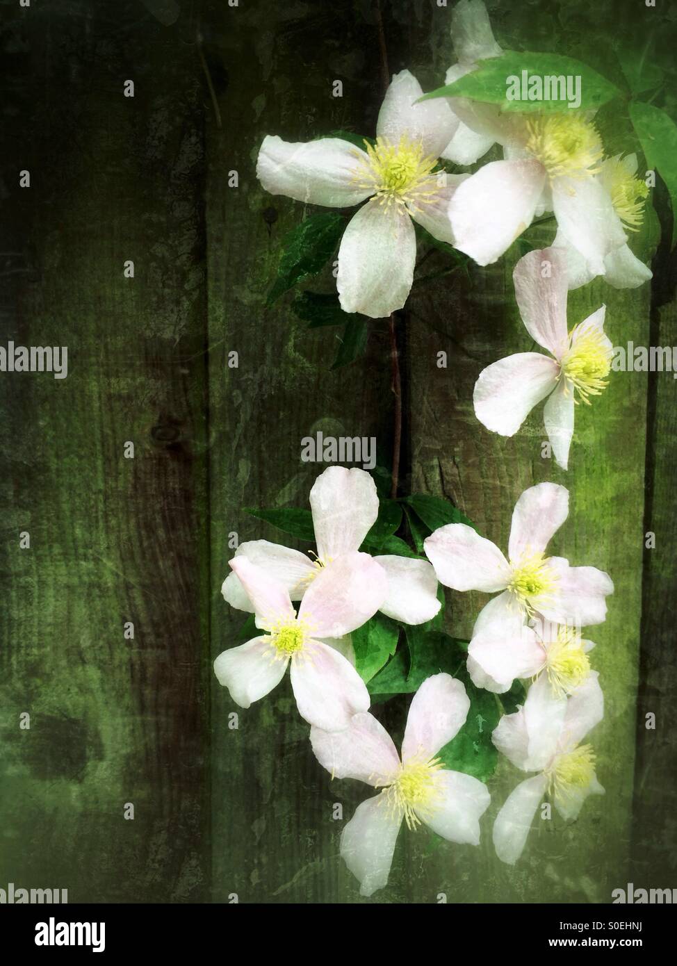 Clematis Frühlingsblumen auf Holzzaun Stockfoto