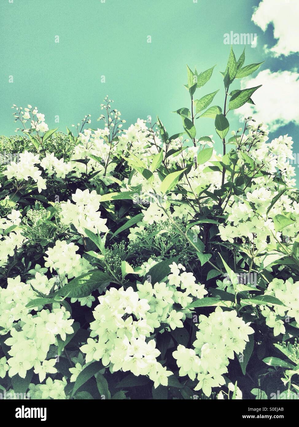 Weiße Blüten mit grünen Blättern Strauch Stockfoto