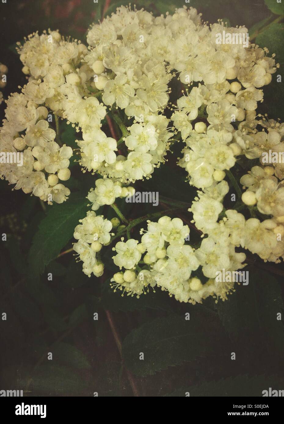 Eberesche-Blüte - Smartphone-aufgenommenes Stockfoto