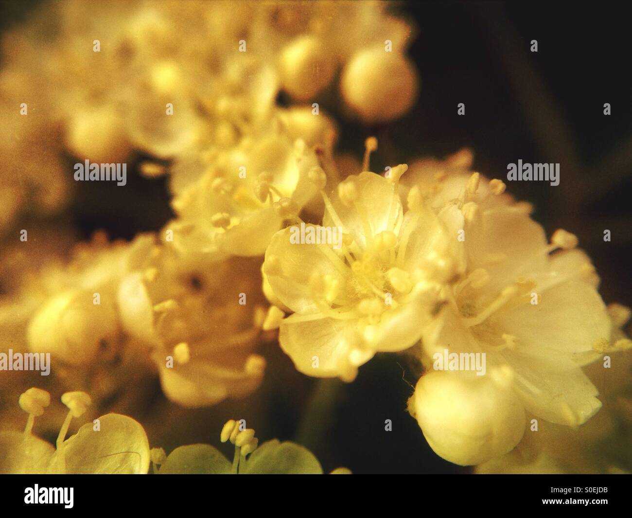Eberesche-Blüte - Smartphone-aufgenommenes Stockfoto