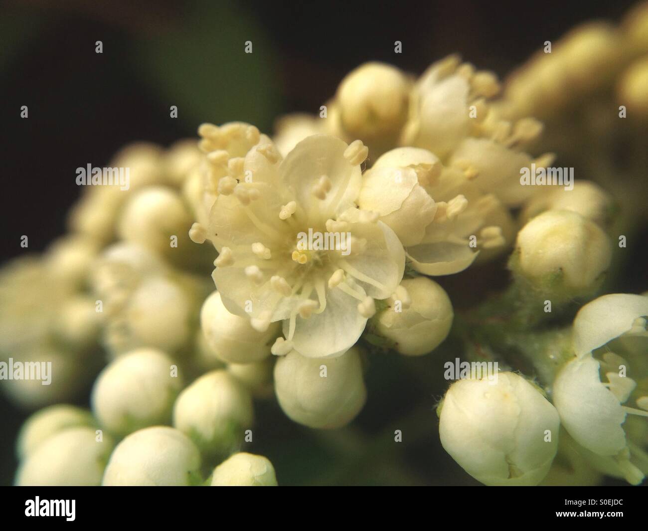 Eberesche-Blüte - Smartphone-aufgenommenes Stockfoto