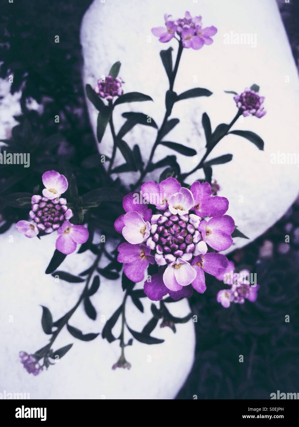 Rosa Blüten auf weißen Steinen Stockfoto