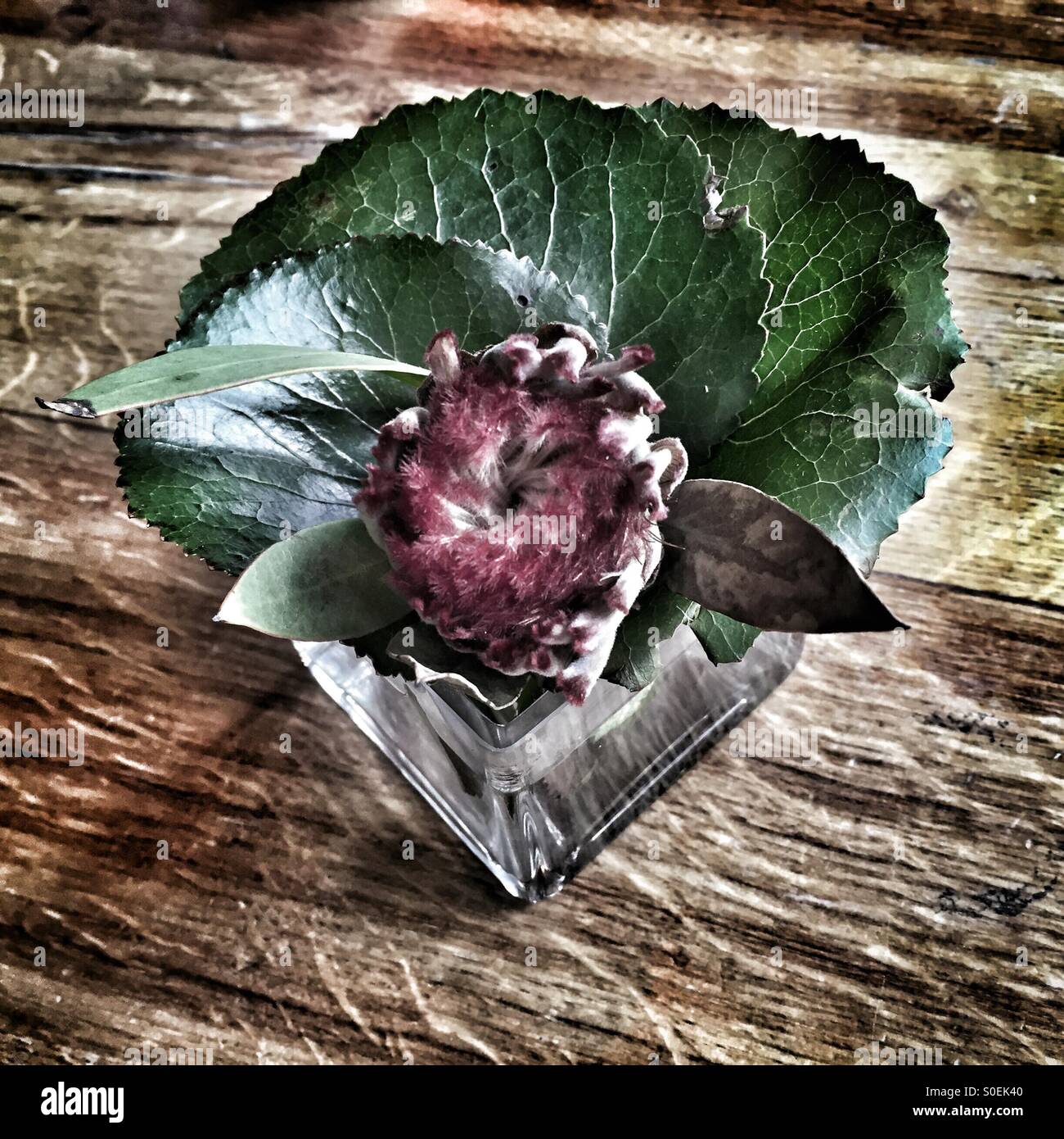 Dekorative Pflanze auf einem Tisch Stockfoto