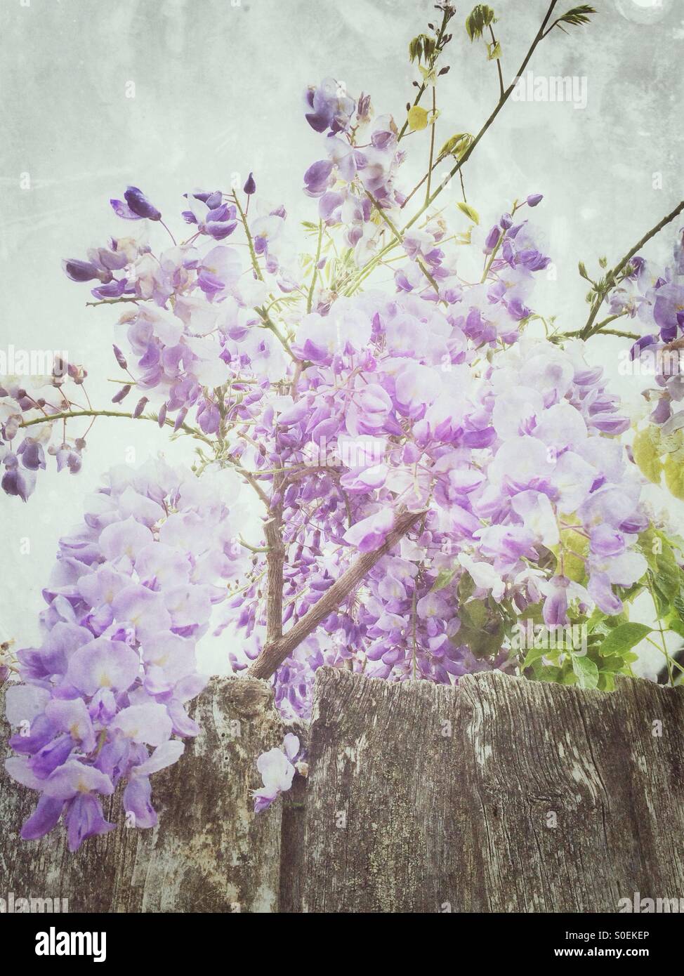 Violet Wisteria Blumen Stockfoto