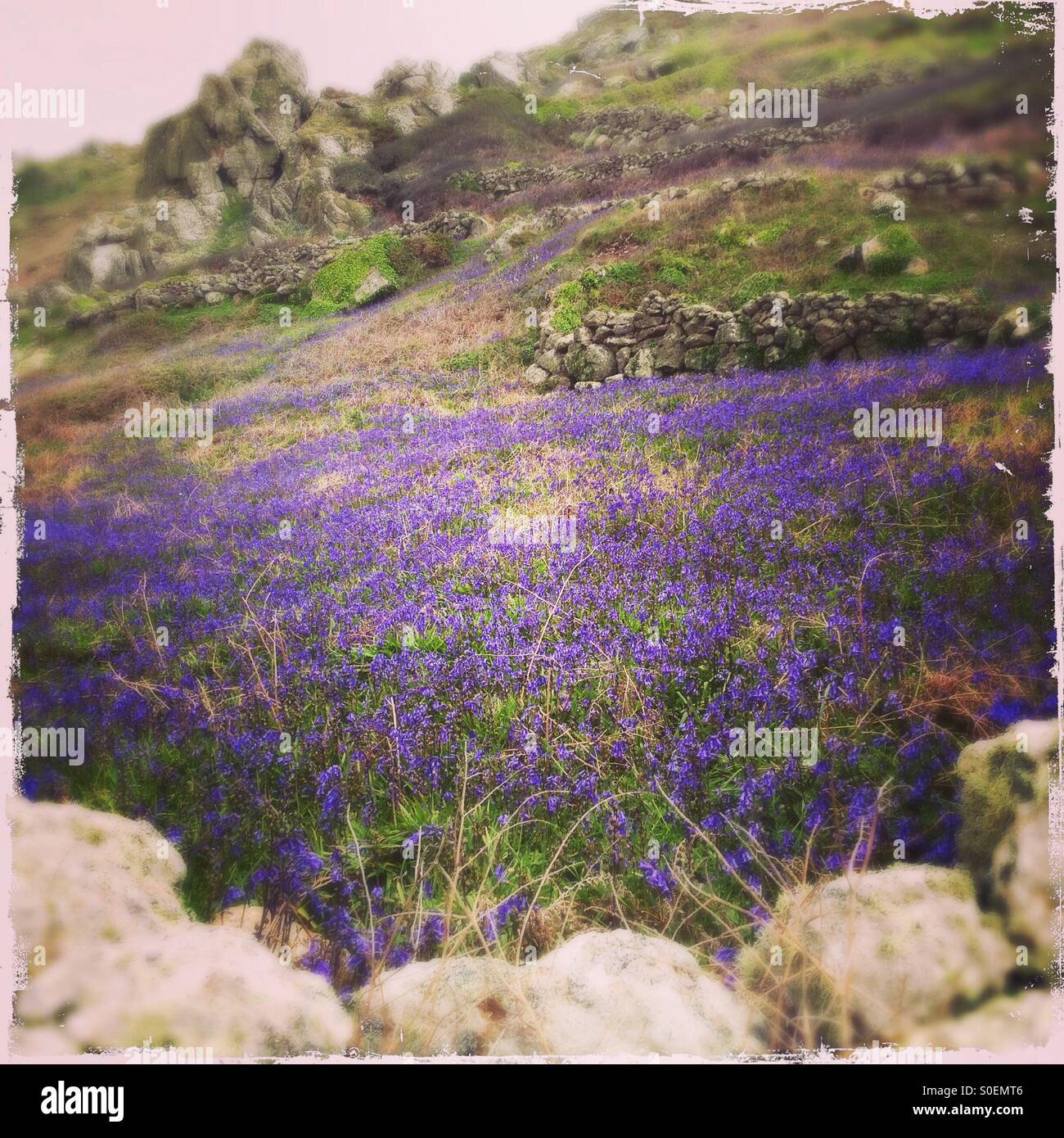 Glockenblumen auf der South West Coast Path in der Nähe von Sennen, Cornwall Stockfoto