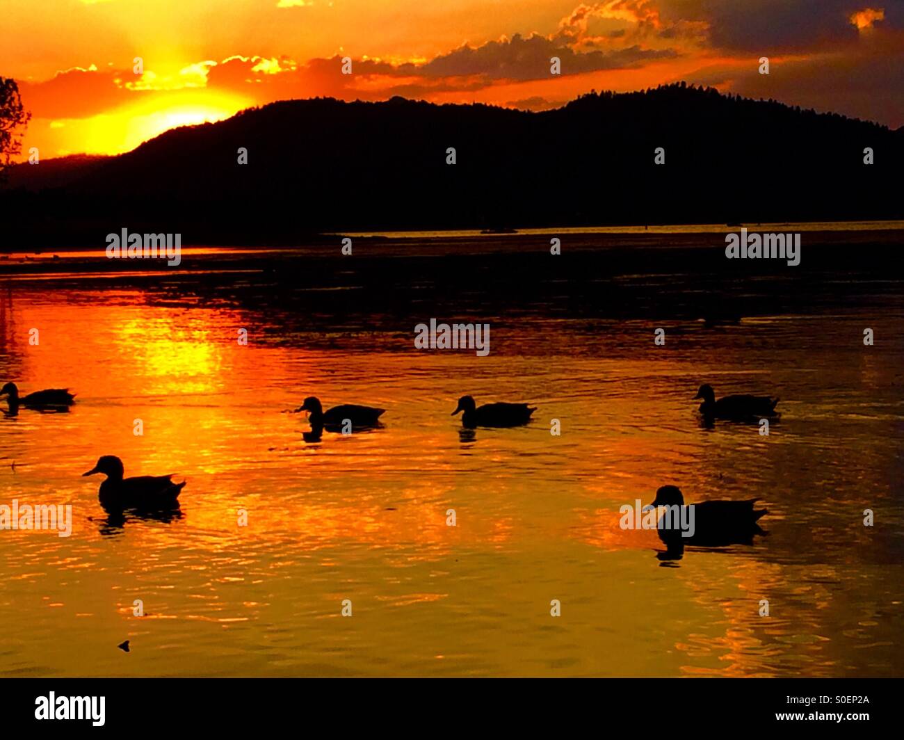 Enten auf Big Bear Lake bei Sonnenuntergang Stockfoto