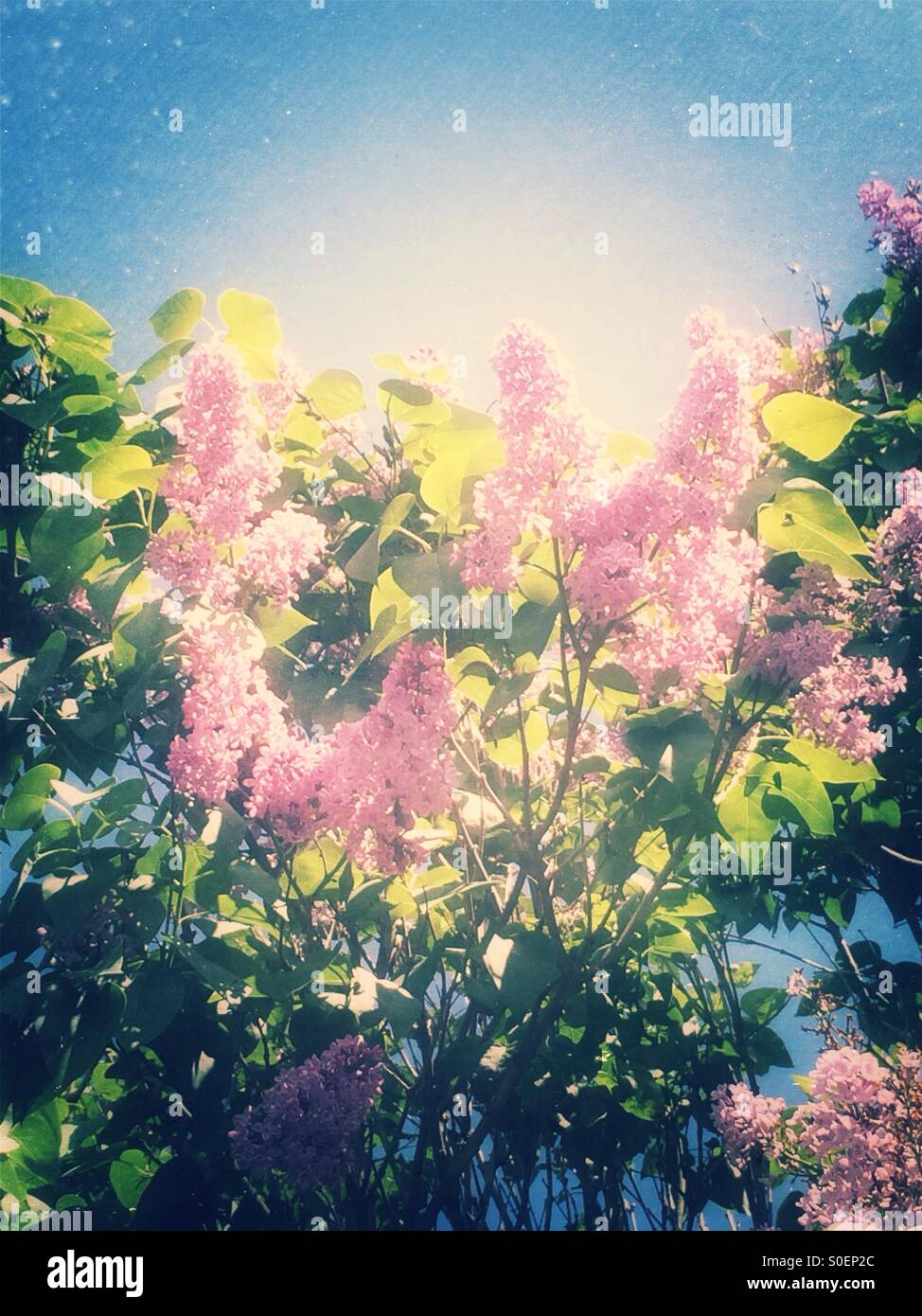 Lavendel Blumen Stockfoto