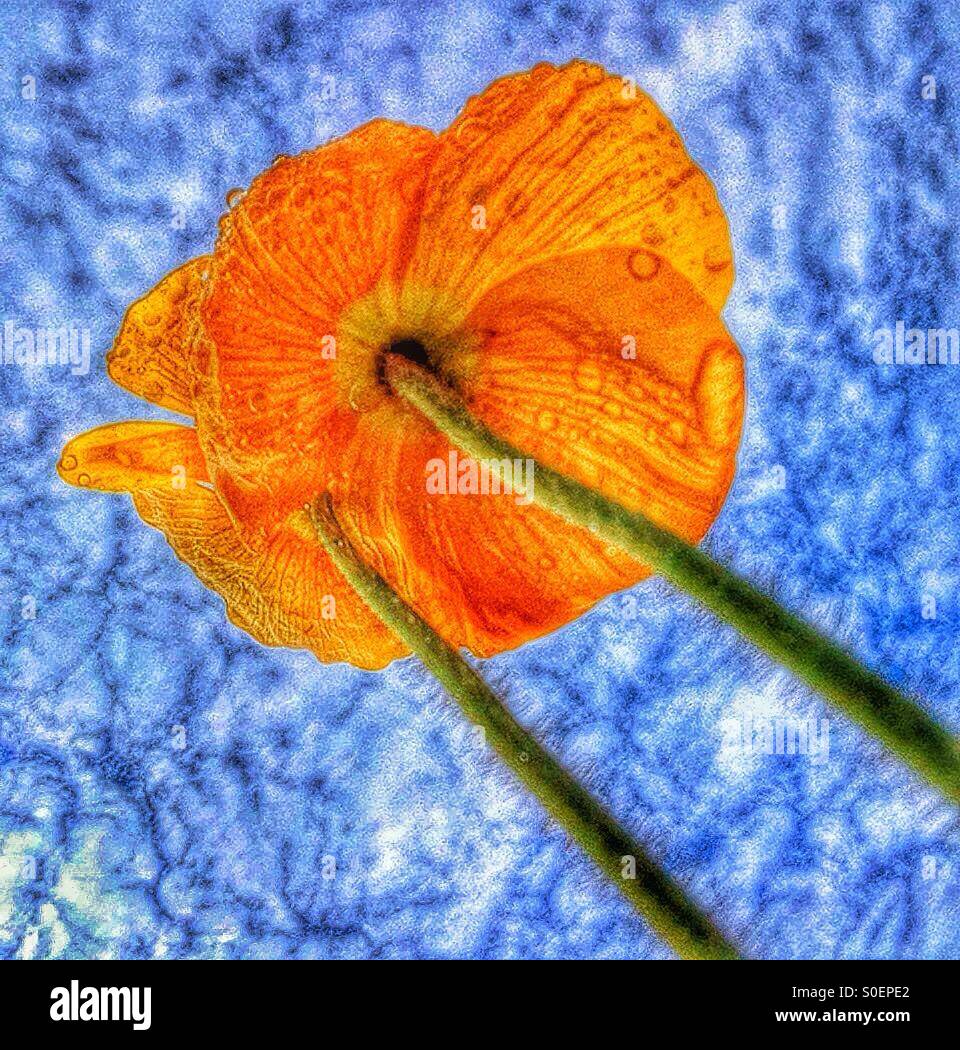 Orange Mohn - Smartphone-aufgenommenes Stockfoto