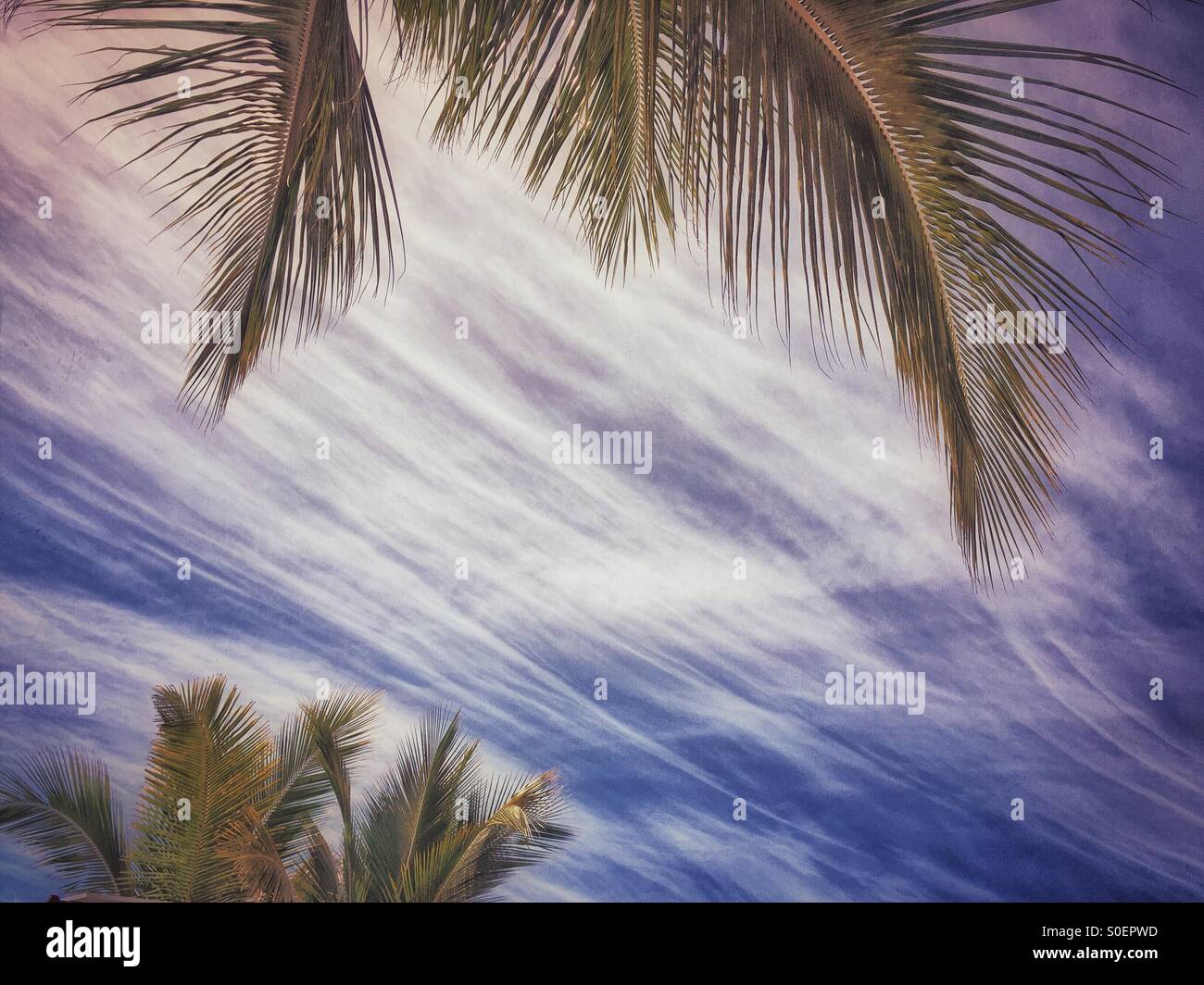Stürmischen Wolken sind einen schönen Hintergrund für anmutige Palmwedel in einem tropischen Himmel. Stockfoto