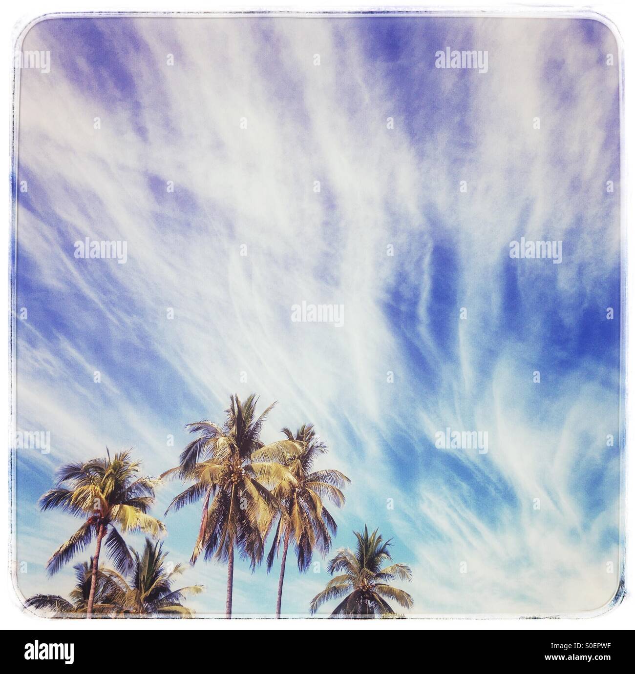 Palmen erreichen nach oben in Richtung eine verträumte und schönen Himmel voller wirbelt der Wolken. Stockfoto