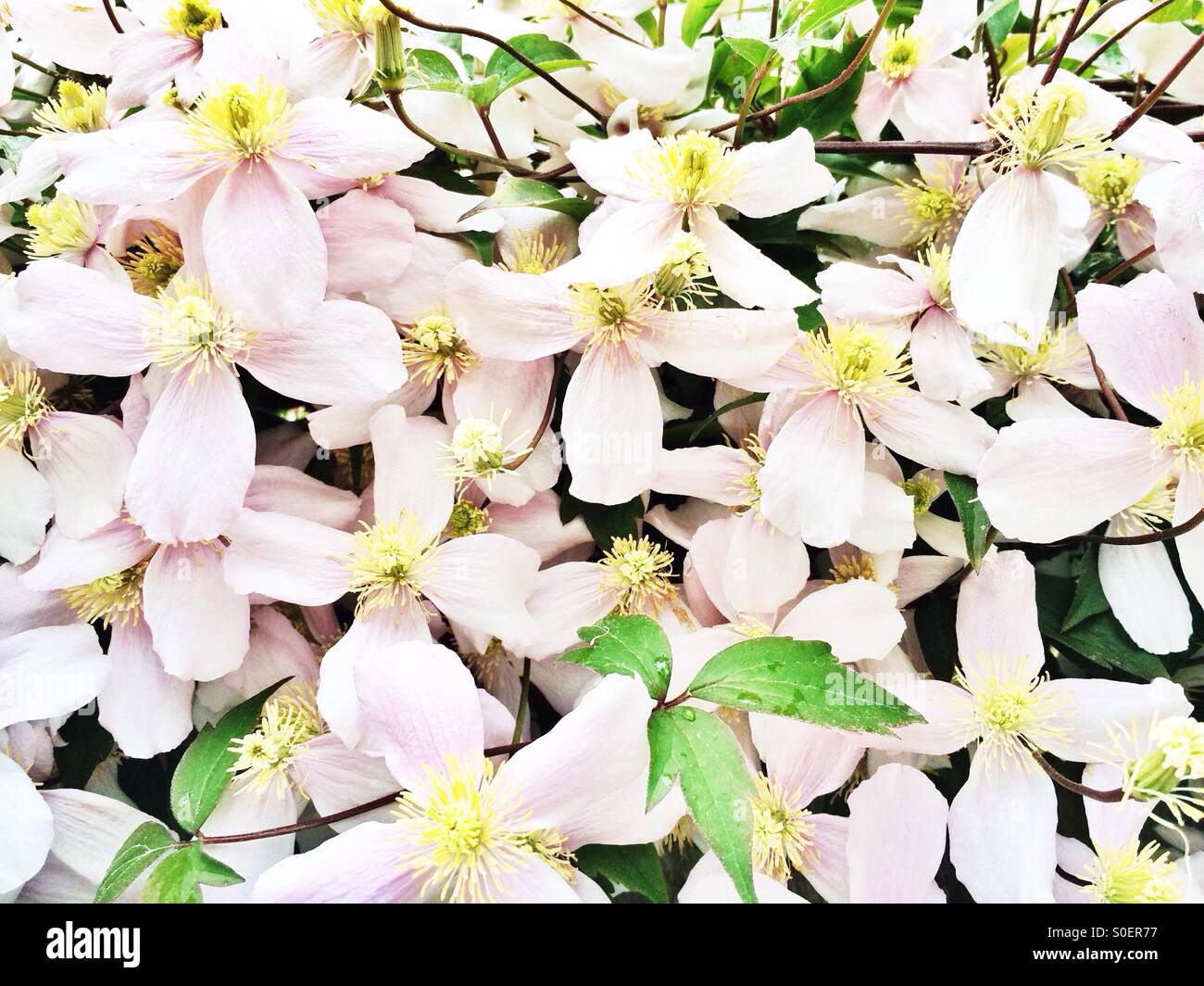 Rosa Clematis Blumen Stockfoto