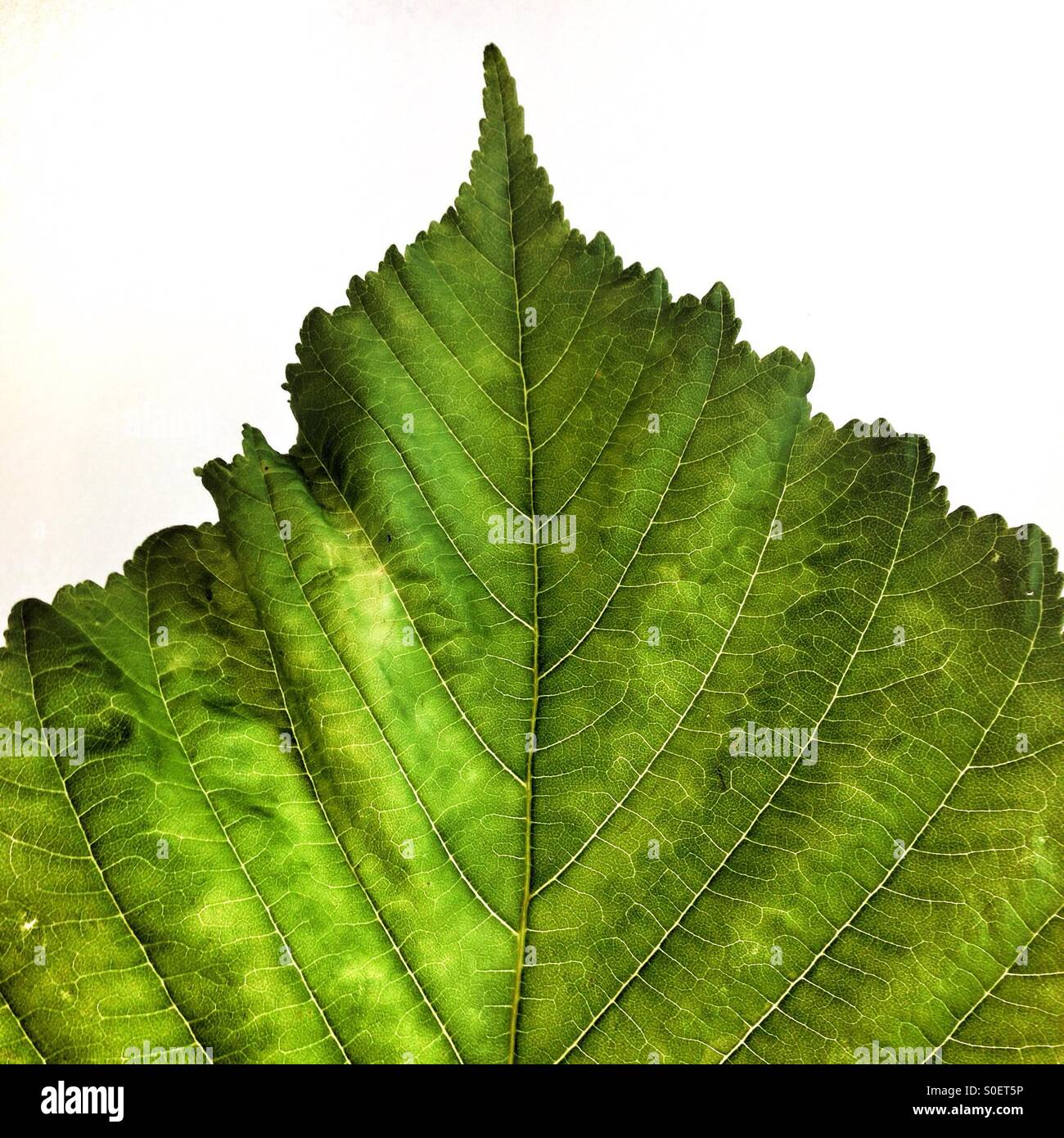 Rosskastanie Baum Blatt - Smartphone-aufgenommenes Stockfoto
