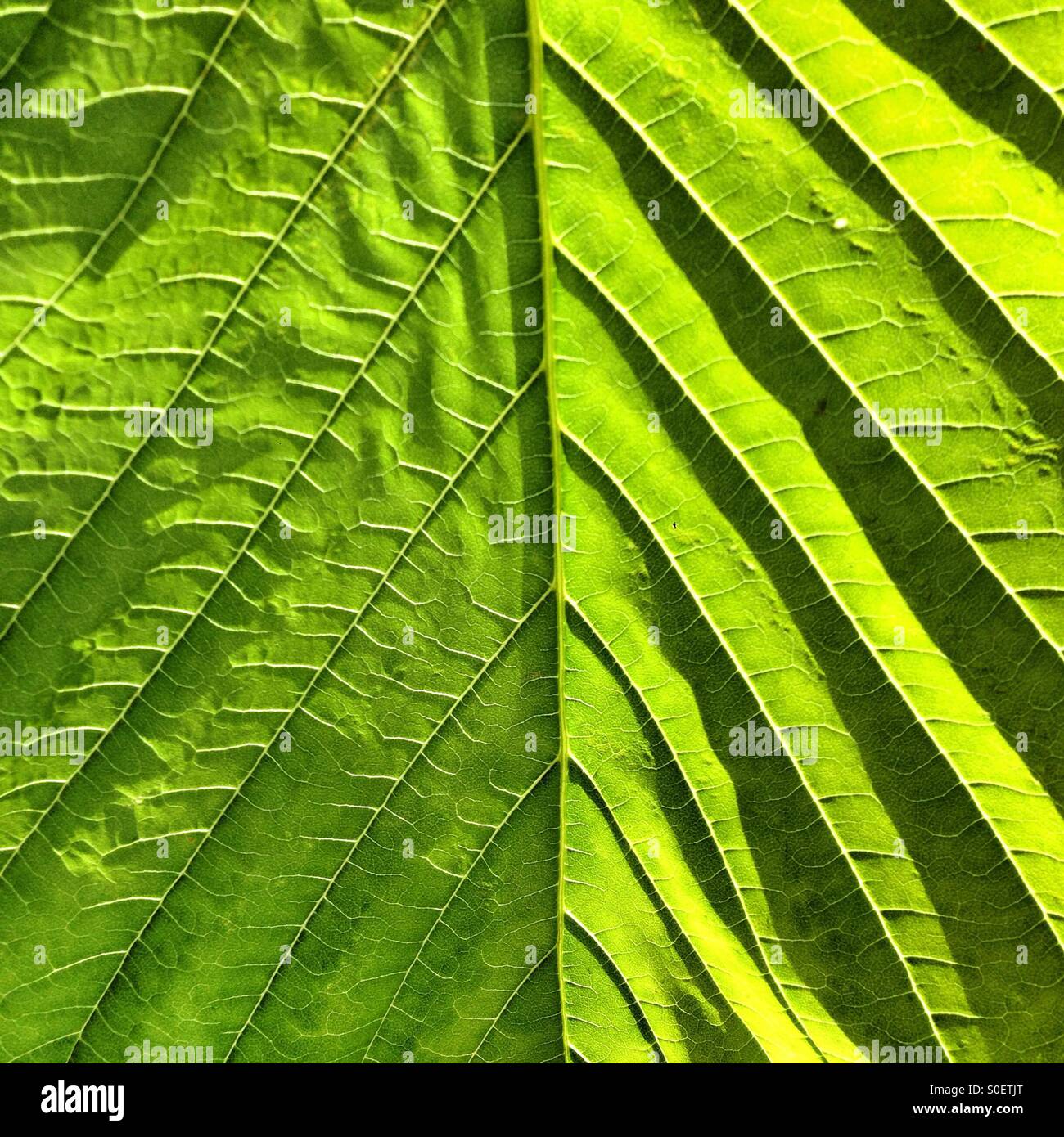 Rosskastanie Baum Blatt - Smartphone-aufgenommenes Stockfoto