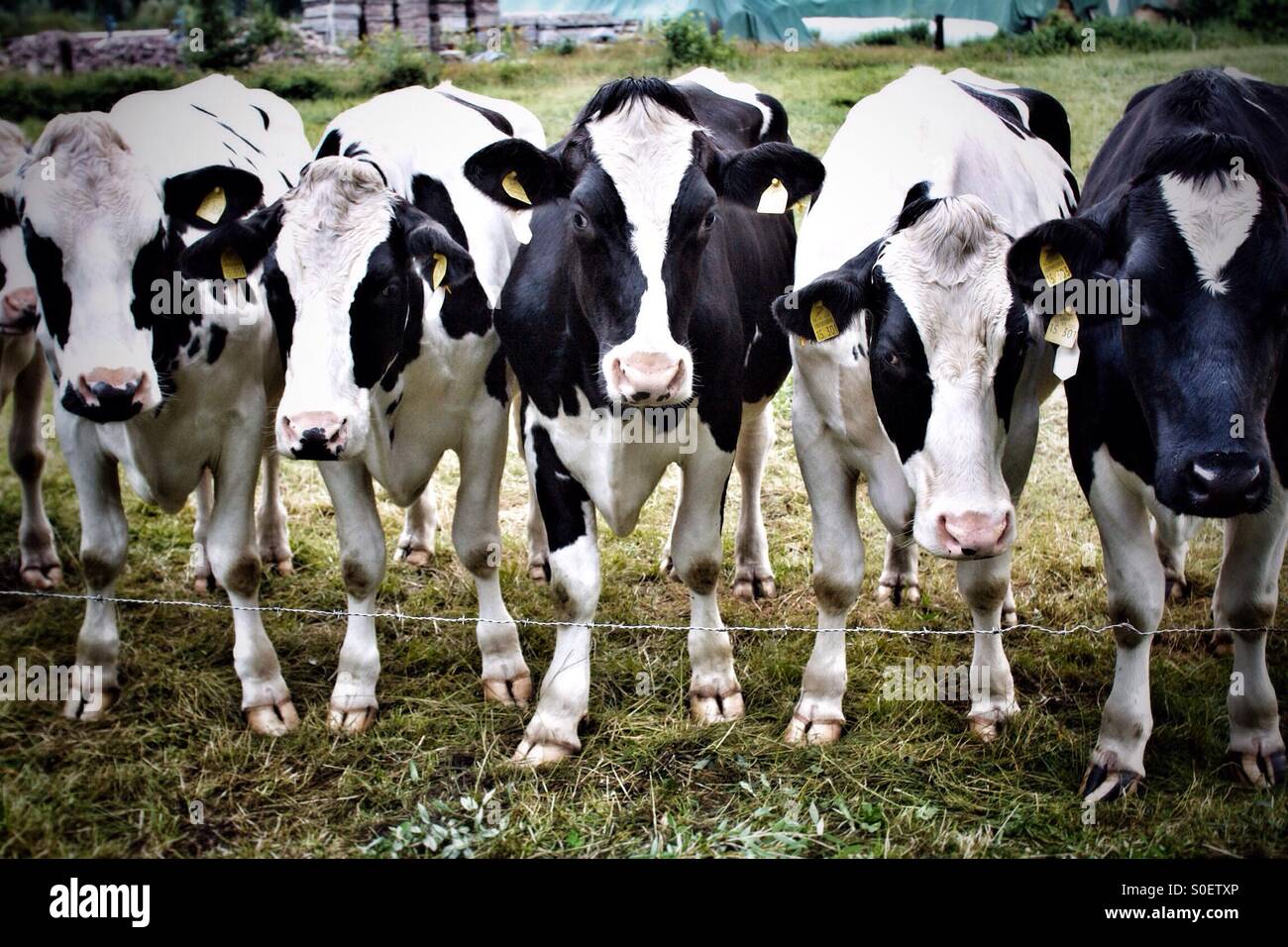 Kühe - Smartphone-aufgenommenes Stockfoto