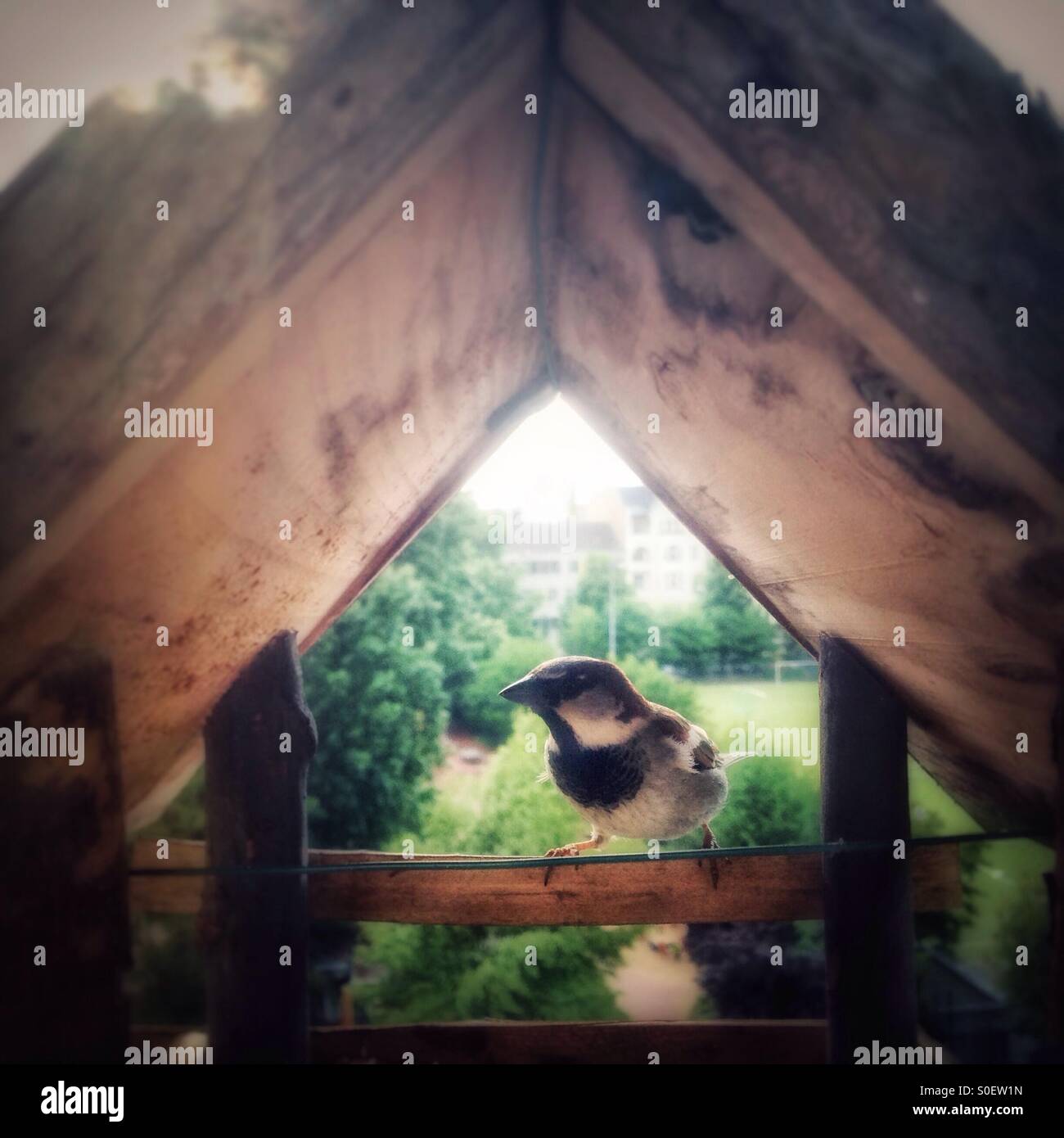 Spatz in einem Vogelhaus Stockfoto