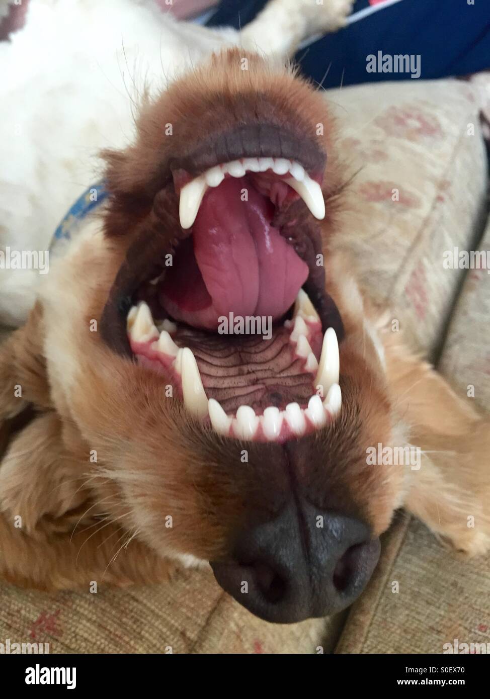 Hunde-Zähne Stockfoto