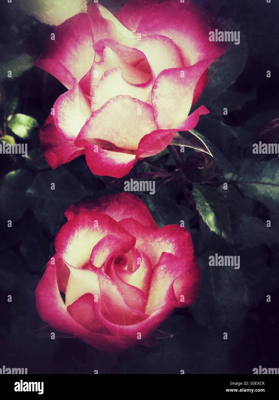 Rosa Creme Rosen-Blumen Stockfoto