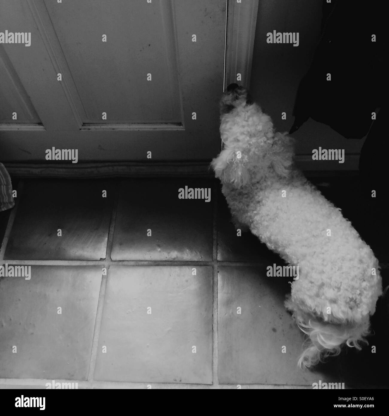 Zwergpudel warten zu gehen Stockfoto