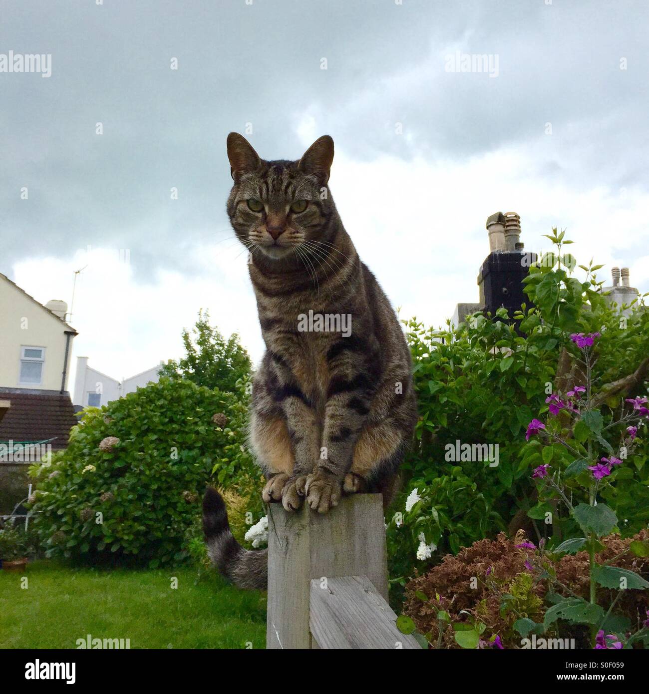 Tabby Katze sitzt auf einem Pfosten, in einem Landschaftsgarten - Smartphone-aufgenommenes Stockfoto