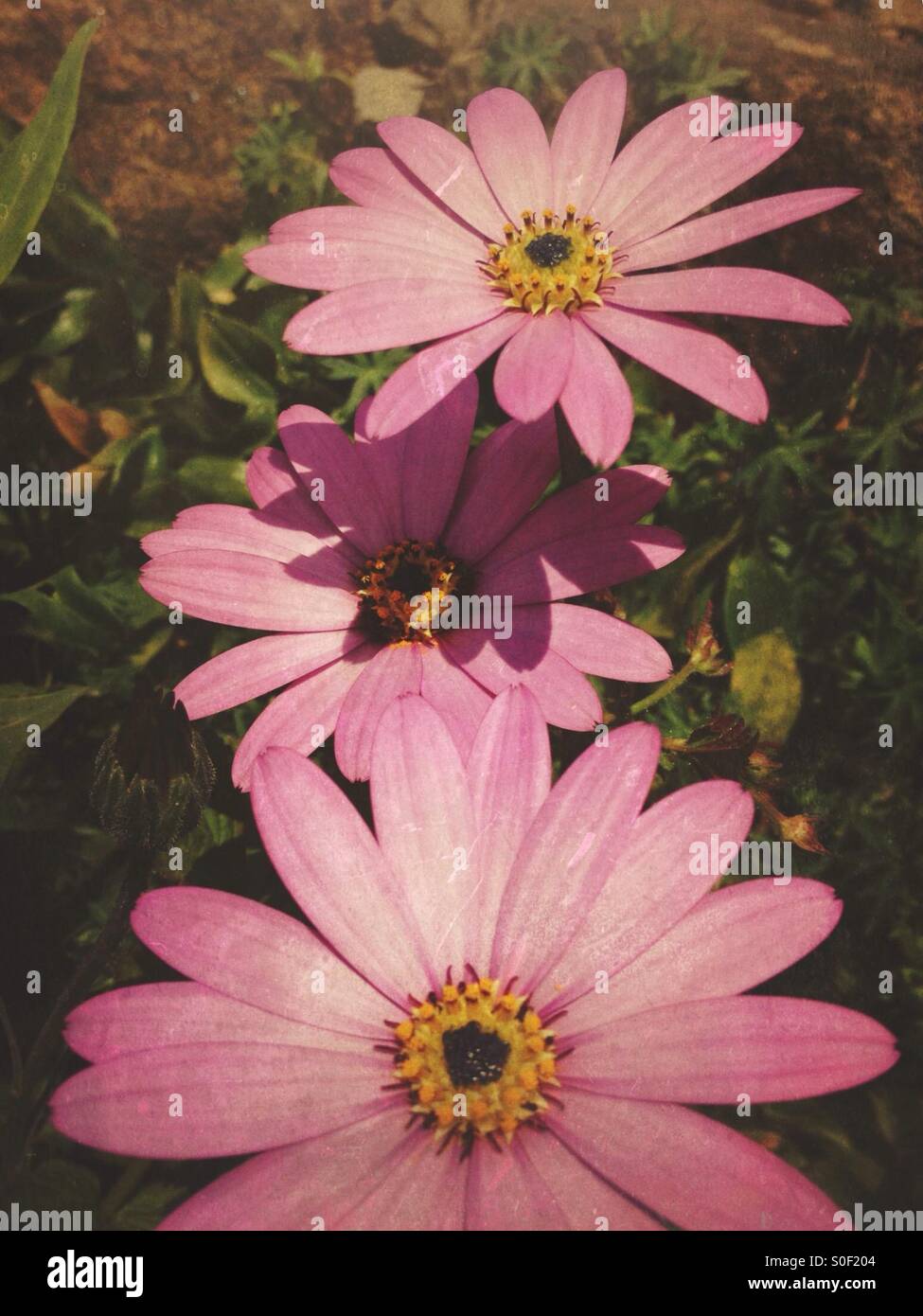 Kap-Gänseblümchen Stockfoto