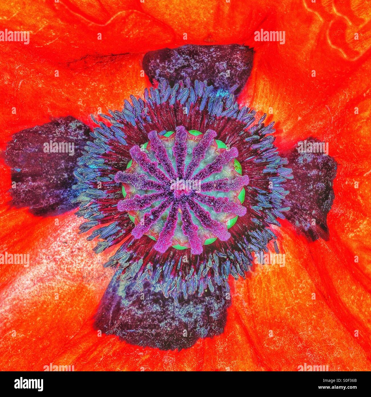 Red Poppy hautnah - Smartphone-aufgenommenes Stockfoto