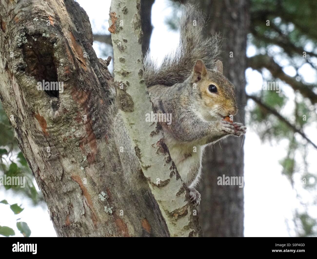 Eichhörnchen frisst Nuss im Baum - Smartphone-aufgenommenes Stockfoto
