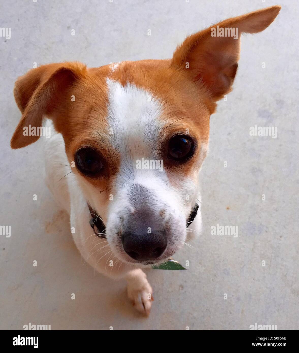Jack Russell/Toy Fox Terrier-Mix mit großen Augen Stockfotografie - Alamy