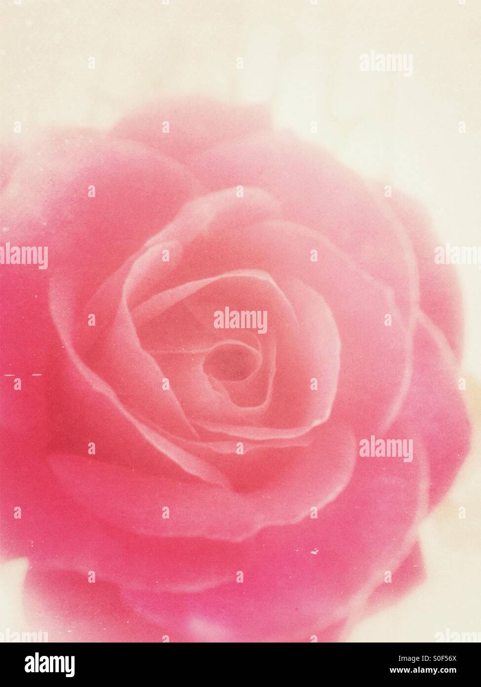 Eine rosa Rose in weiches Licht Stockfoto