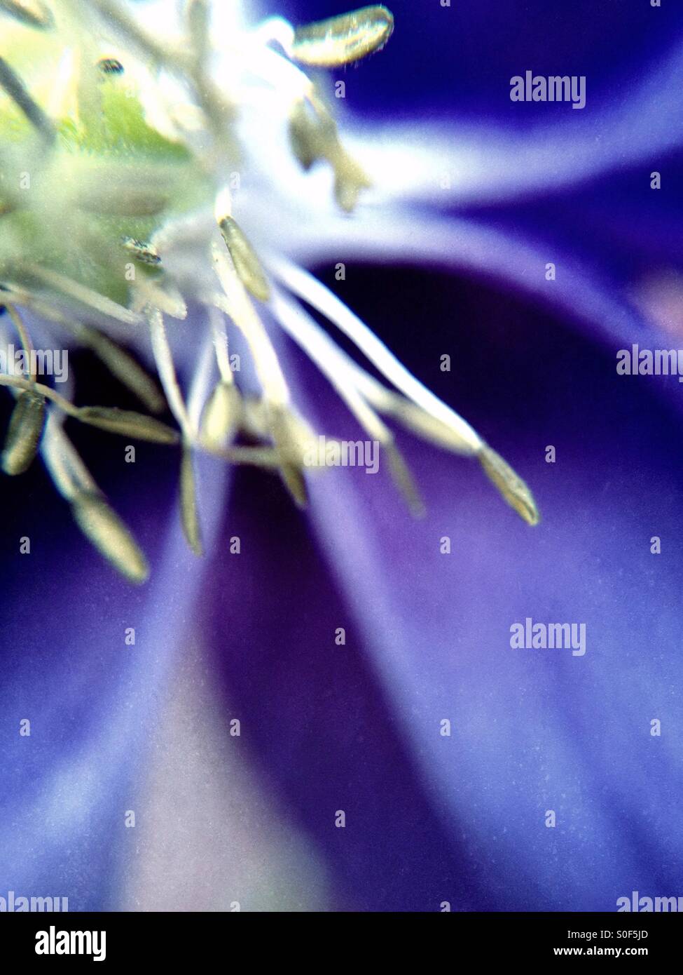 Nahaufnahme einer Aquilegia Blume Stockfoto